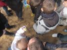 Cliquer pour agrandir
